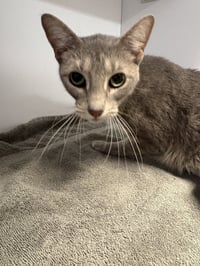 Mookie - Photo 1