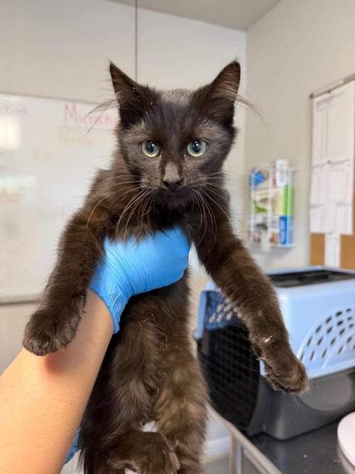 CHOWDER - Domestic Short Hair available for adoption
