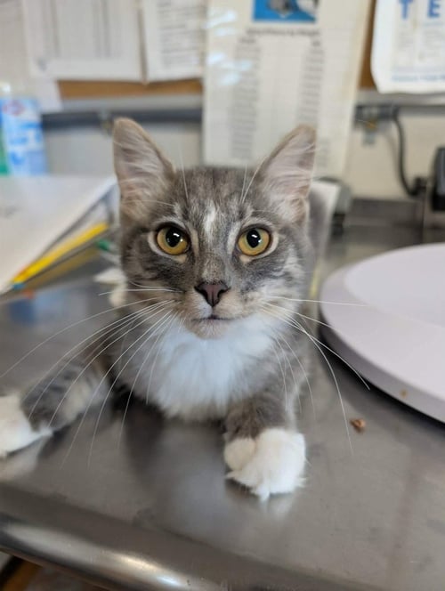 BAMBINO - Domestic Medium Hair available for adoption