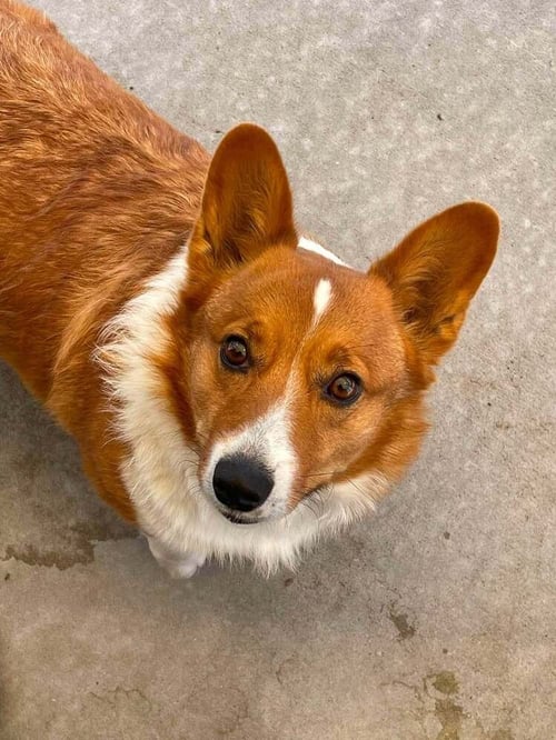 SHITTAKE - Corgi available for adoption