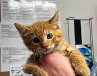 BALEEN - Domestic Short Hair available for adoption