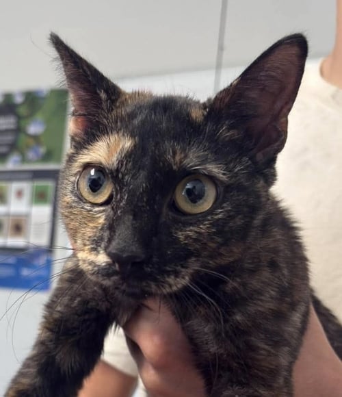 LUNE - Domestic Short Hair available for adoption