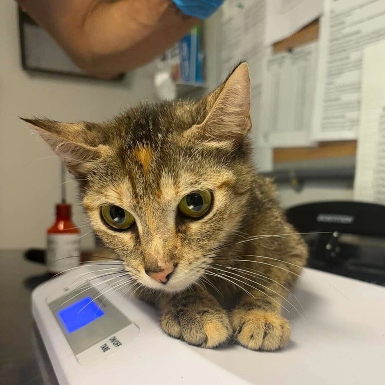 Missy Image