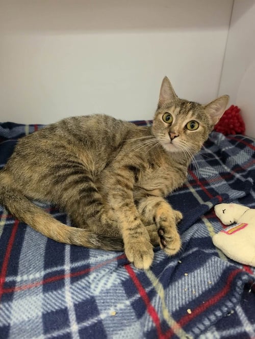 MISSY - Domestic Short Hair available for adoption