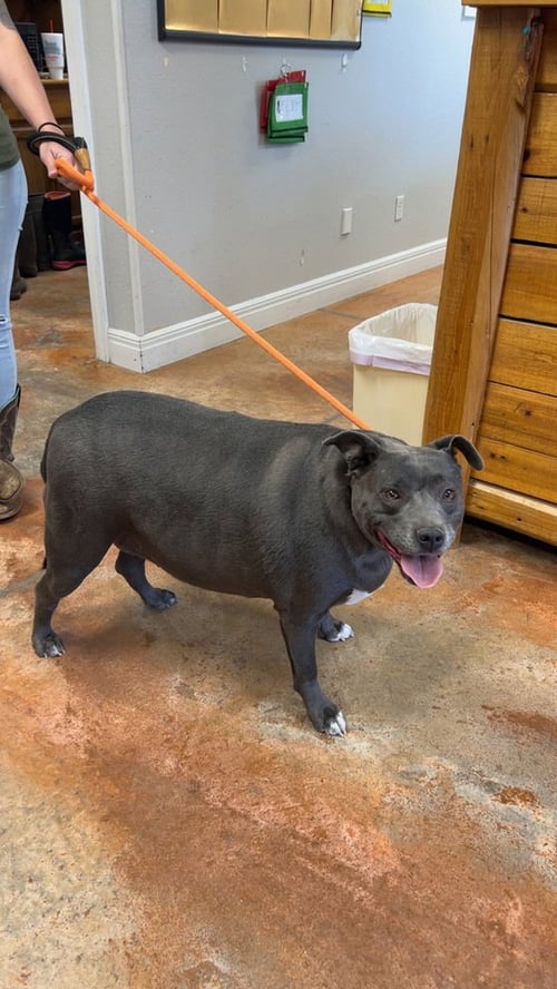 KARMA - Staffordshire Bull Terrier for adoption in Springfield