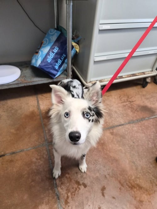 CASPER - Australian Shepherd available for adoption