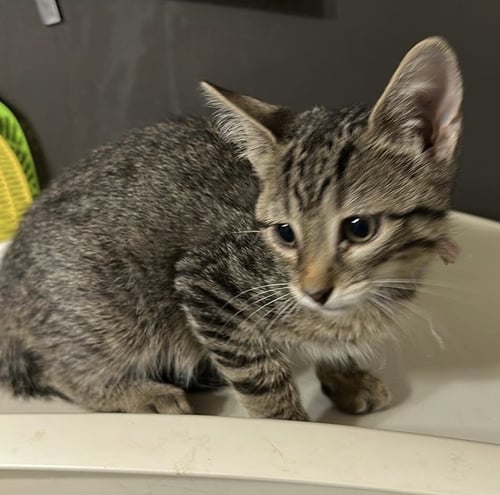 PRALINE - Domestic Short Hair available for adoption