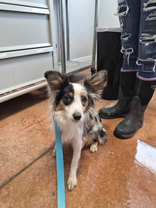 LIL BIT - Australian Shepherd available for adoption