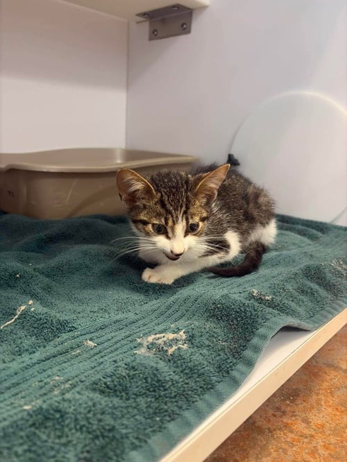 BAKER - Domestic Short Hair available for adoption
