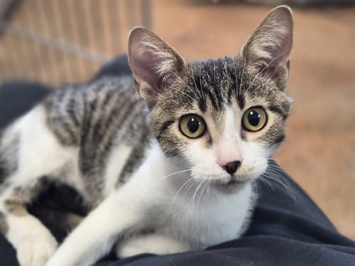 BAKER - Domestic Short Hair available for adoption