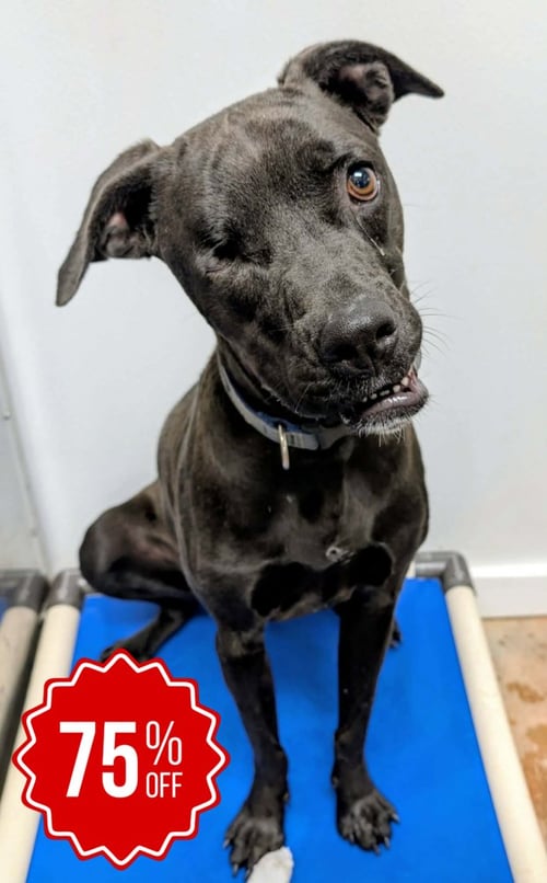 ROMEO - Boston Terrier / Pit Bull Terrier available for adoption