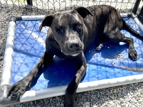 ROMEO - Boston Terrier / Pit Bull Terrier available for adoption