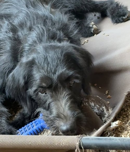 GOLDIE - Golden Retriever available for adoption