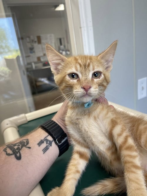 PROFESSOR - Domestic Short Hair available for adoption