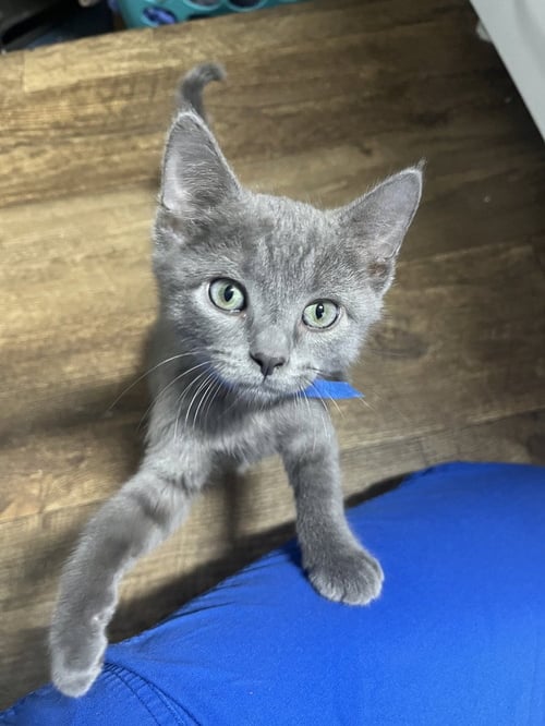 SIMON - Domestic Short Hair available for adoption
