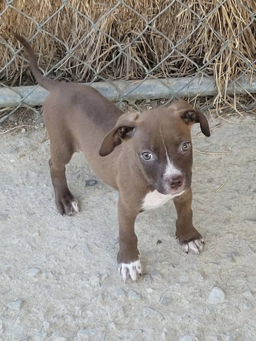 DAVINCI - Pit Bull Terrier / Boston Terrier available for adoption