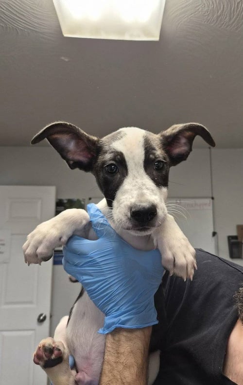 JET BLUE - Labrador Retriever / Pit Bull Terrier available for adoption
