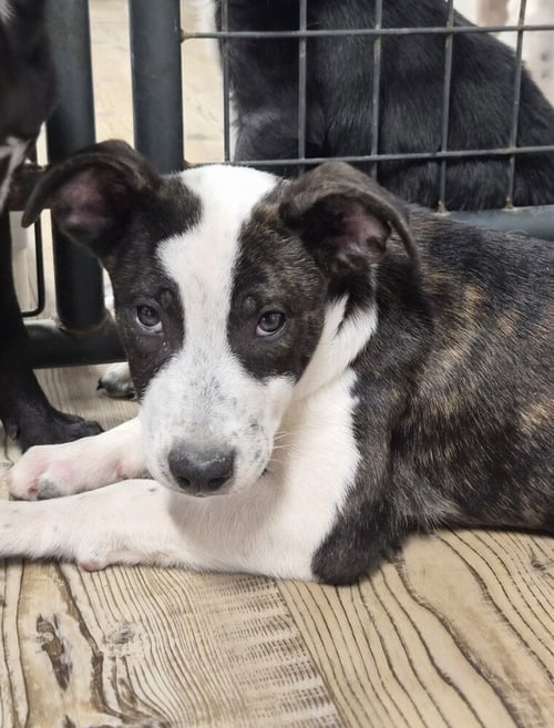 JET BLUE - Labrador Retriever / Pit Bull Terrier available for adoption