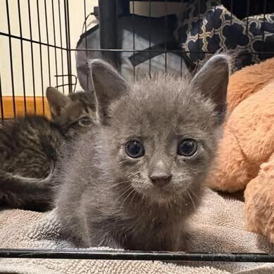 BERT - Domestic Short Hair available for adoption
