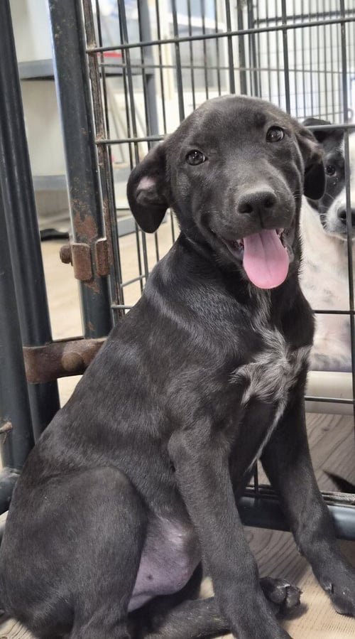 UNITED - Labrador Retriever / Pit Bull Terrier available for adoption