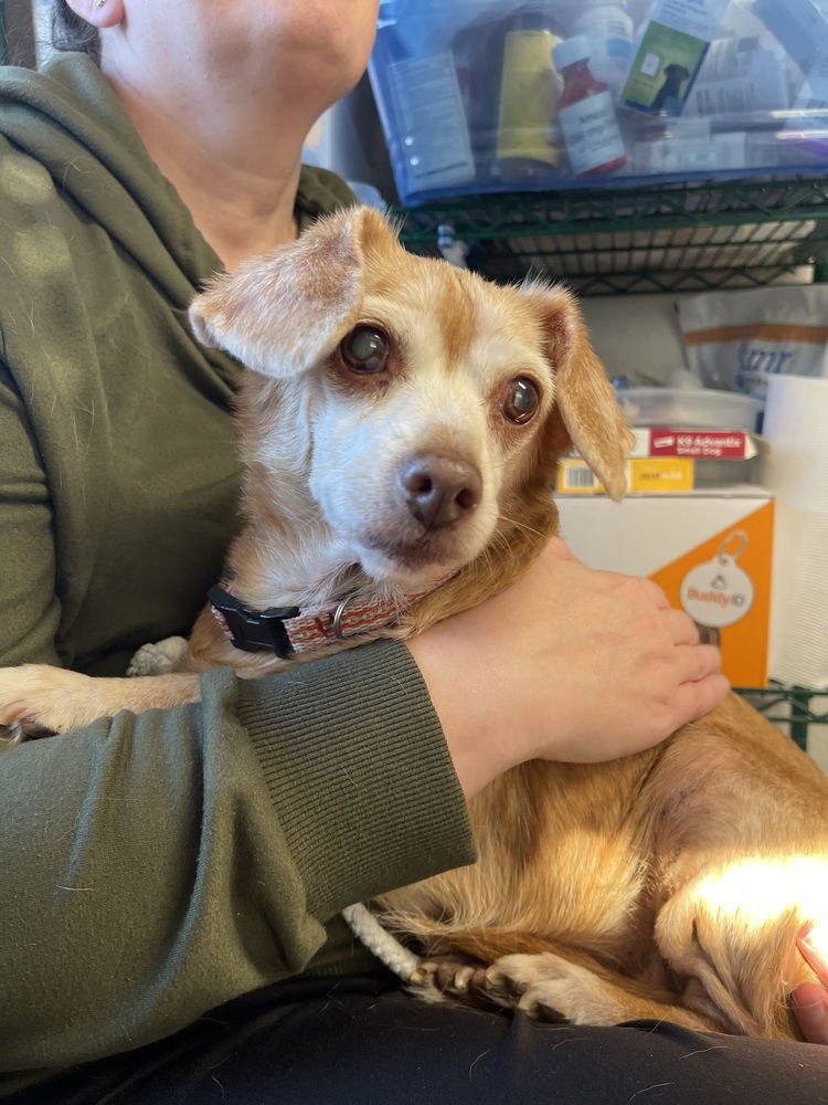 CORDELIA - Chihuahua / Beagle available for adoption