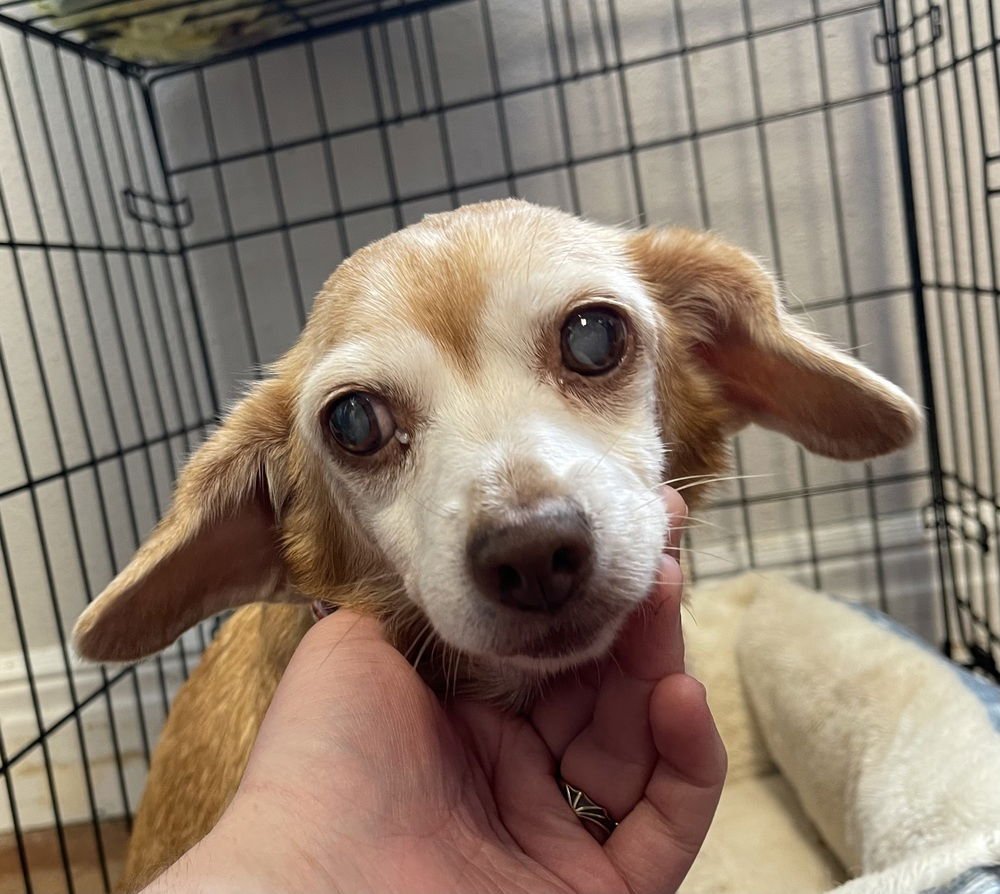 CORDELIA - Chihuahua / Beagle available for adoption