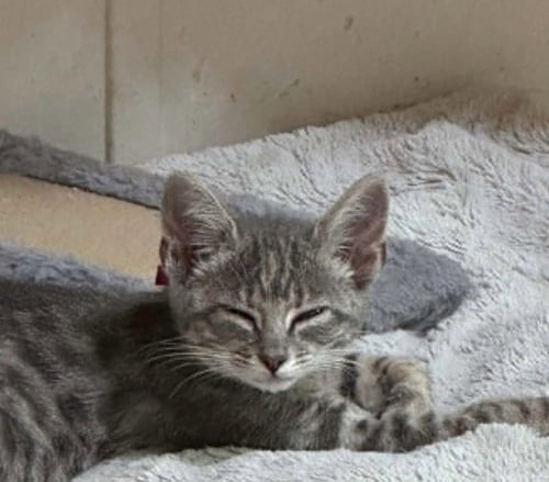 SLIDER - Domestic Short Hair available for adoption