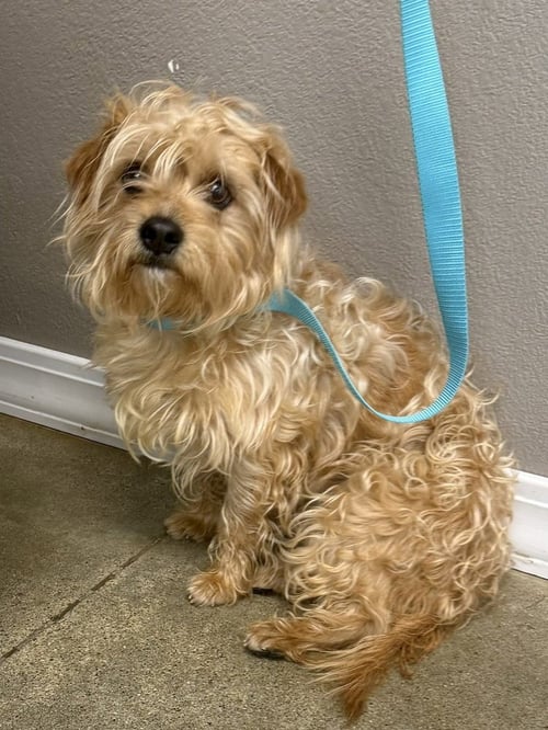 JONESIE - Shih Tzu / Yorkshire Terrier Yorkie available for adoption
