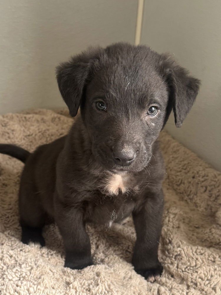 MENDENHALL - Labrador Retriever available for adoption