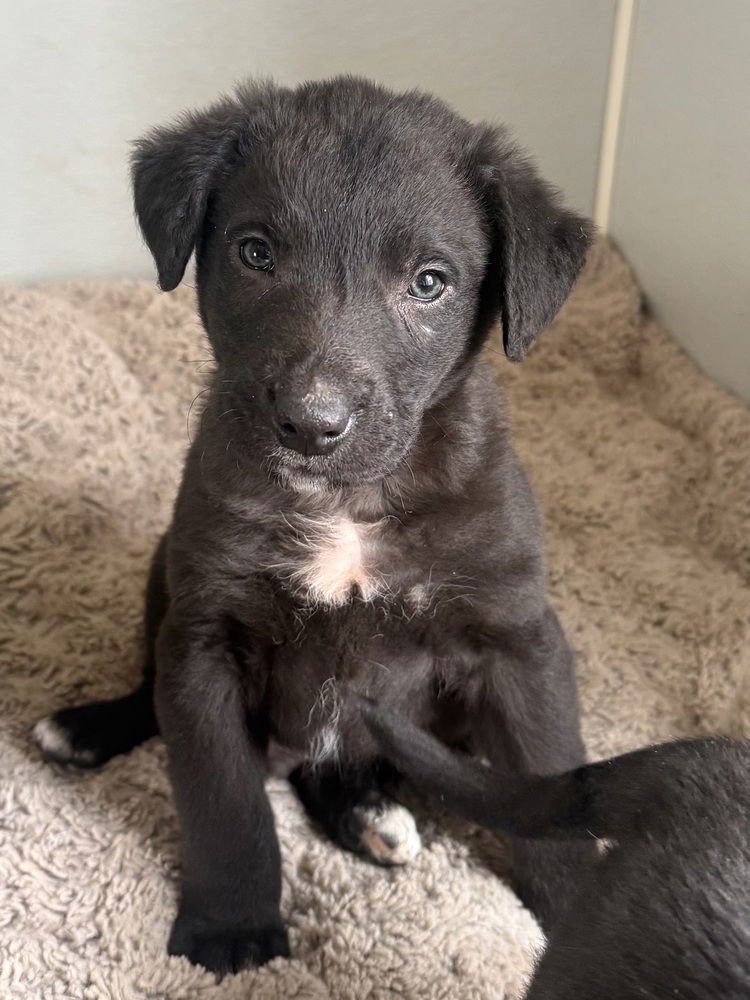 MENDENHALL - Labrador Retriever available for adoption