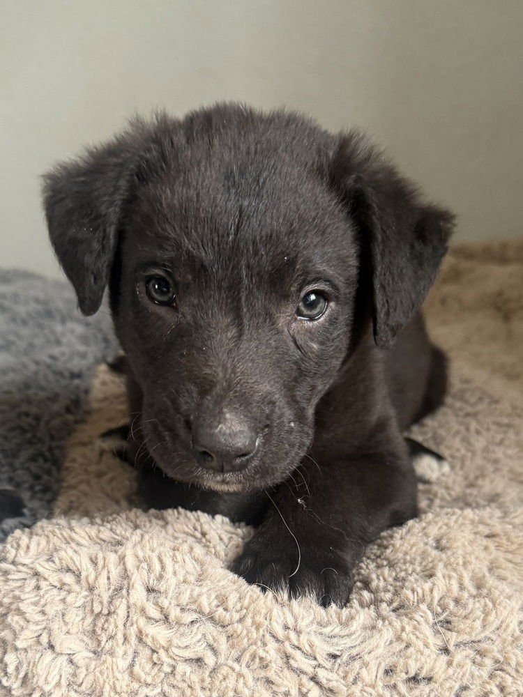 Mendenhall - Photo 3