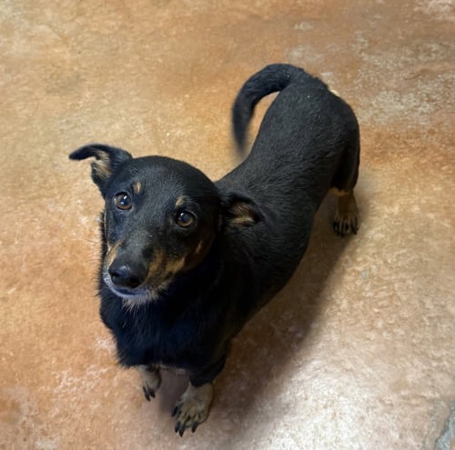 AUDI - Dachshund available for adoption