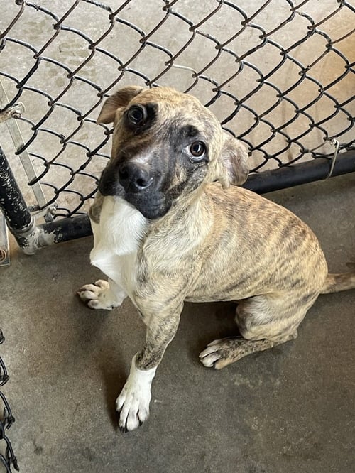 PEREZ - Labrador Retriever / Boxer available for adoption