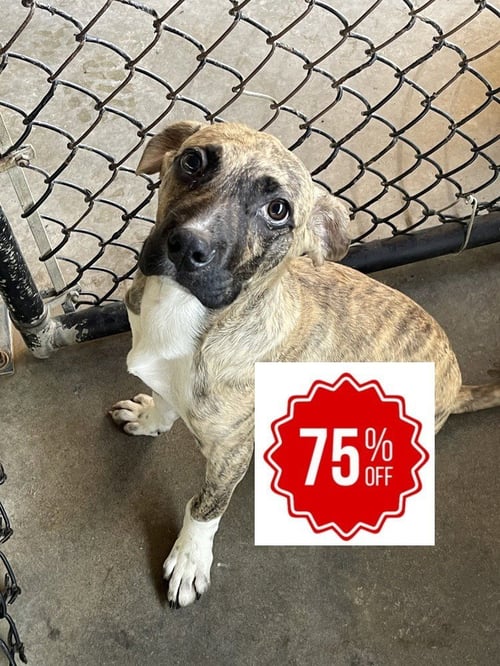 PEREZ - Labrador Retriever / Boxer available for adoption