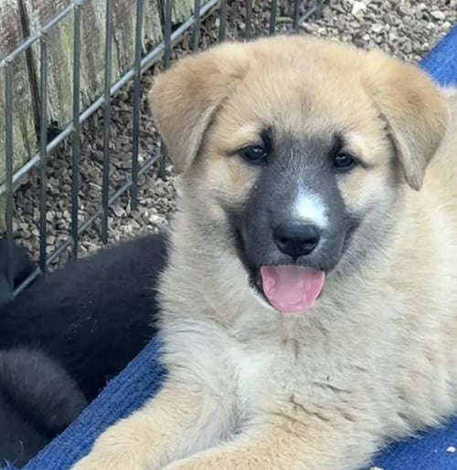 OUTBACK - German Shepherd Dog available for adoption