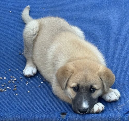 OUTBACK - German Shepherd Dog available for adoption