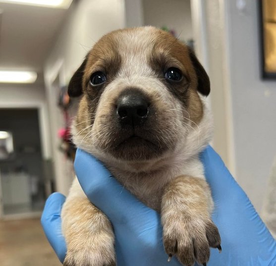 CHANGELING - Australian Cattle Dog/Blue Heeler / Labrador Retriever available for adoption