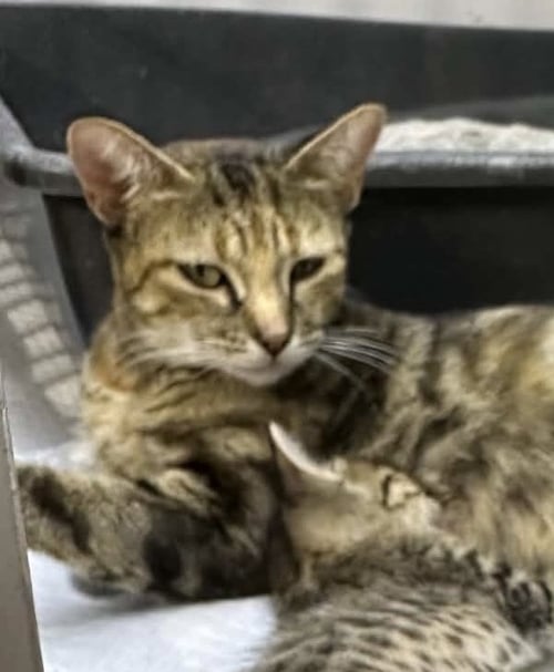 CINNABON - Domestic Short Hair available for adoption