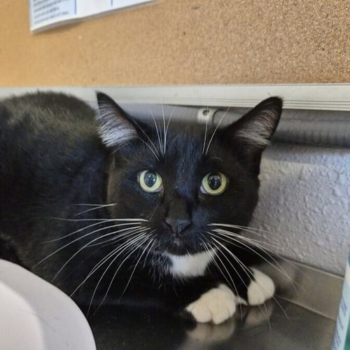 DOTTE - Domestic Short Hair / Extra-Toes Cat (Hemingway Polydactyl) available for adoption