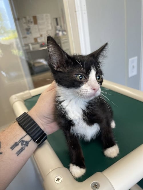 DIZZY - Domestic Short Hair available for adoption