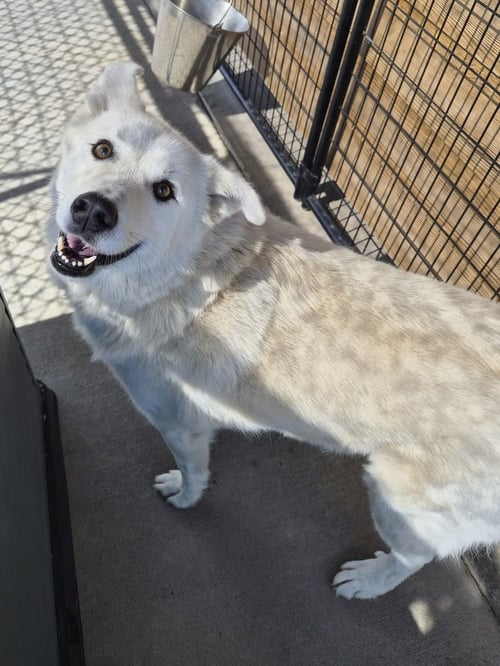 SIMBA - Great Pyrenees / Husky available for adoption