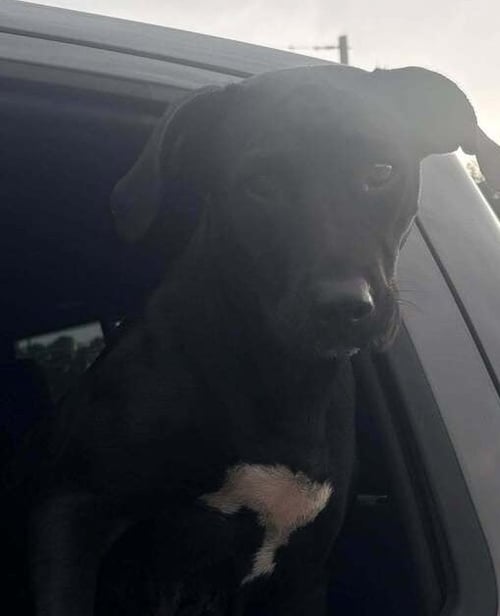 BESSIE - Labrador Retriever available for adoption
