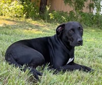 Bessie - Photo 1
