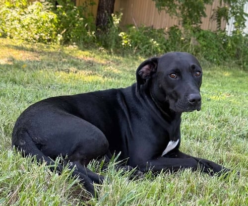 BESSIE - Labrador Retriever available for adoption