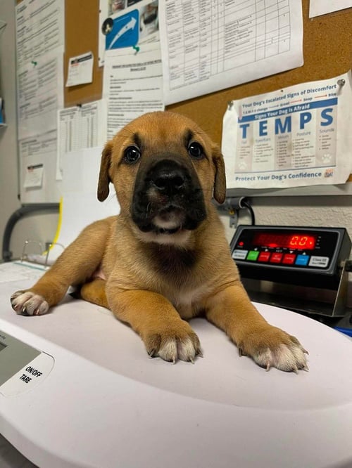 COVE - Mastiff / Great Pyrenees available for adoption