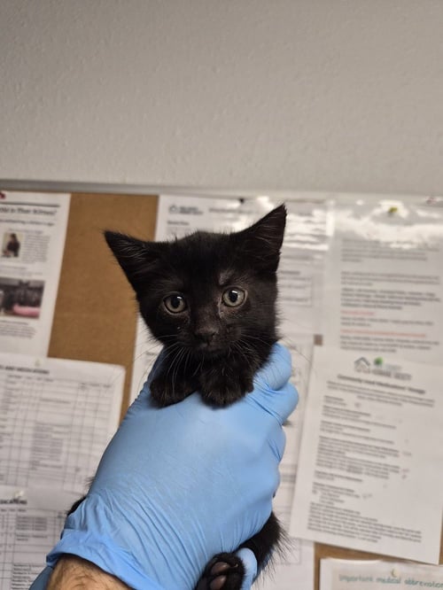 DEWDROP - Domestic Short Hair available for adoption