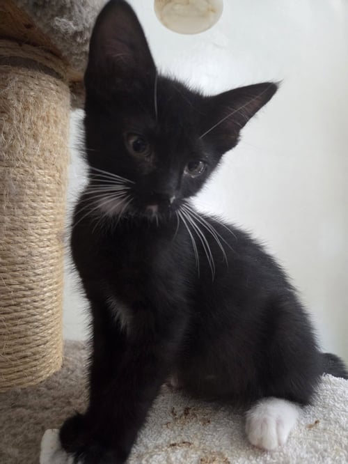ASTEROID - Tuxedo for adoption in Peoria
