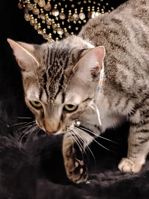 MILO - Tabby available for adoption