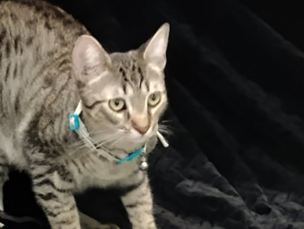 Milo Image