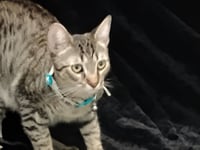 Milo - Photo 1